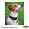 PPT-PAWPT-P1000